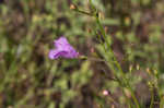 San Antonio false foxglove